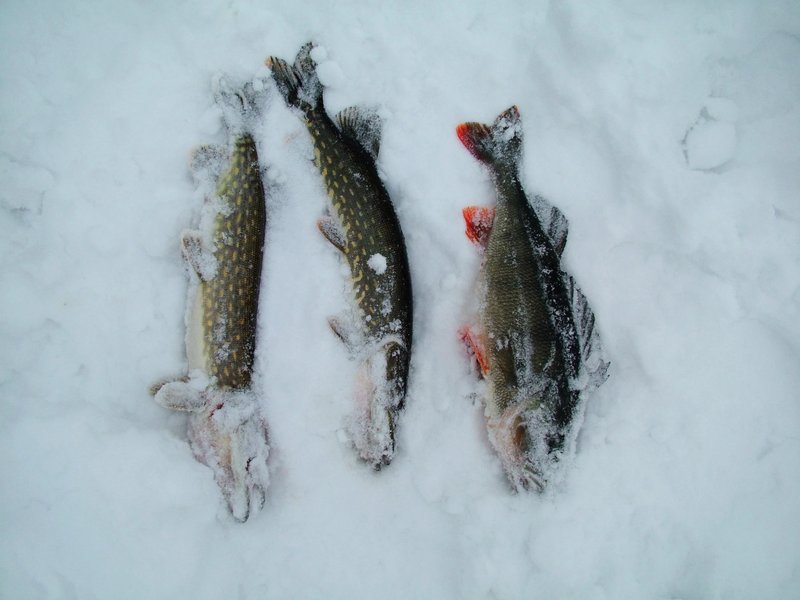 Ice fishing game, ice fishing live Ice fishing game, ice fishing live